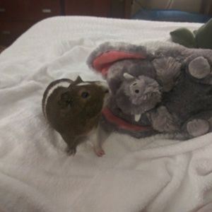 Meet your Posher, Renee